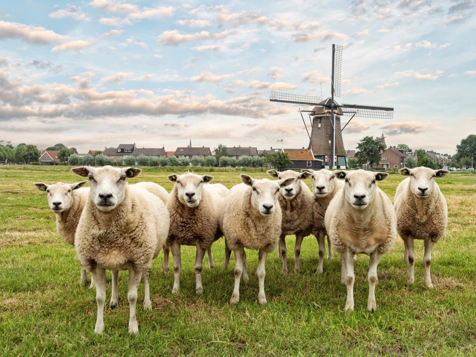 Schapen in de weide met molen op achtergrond