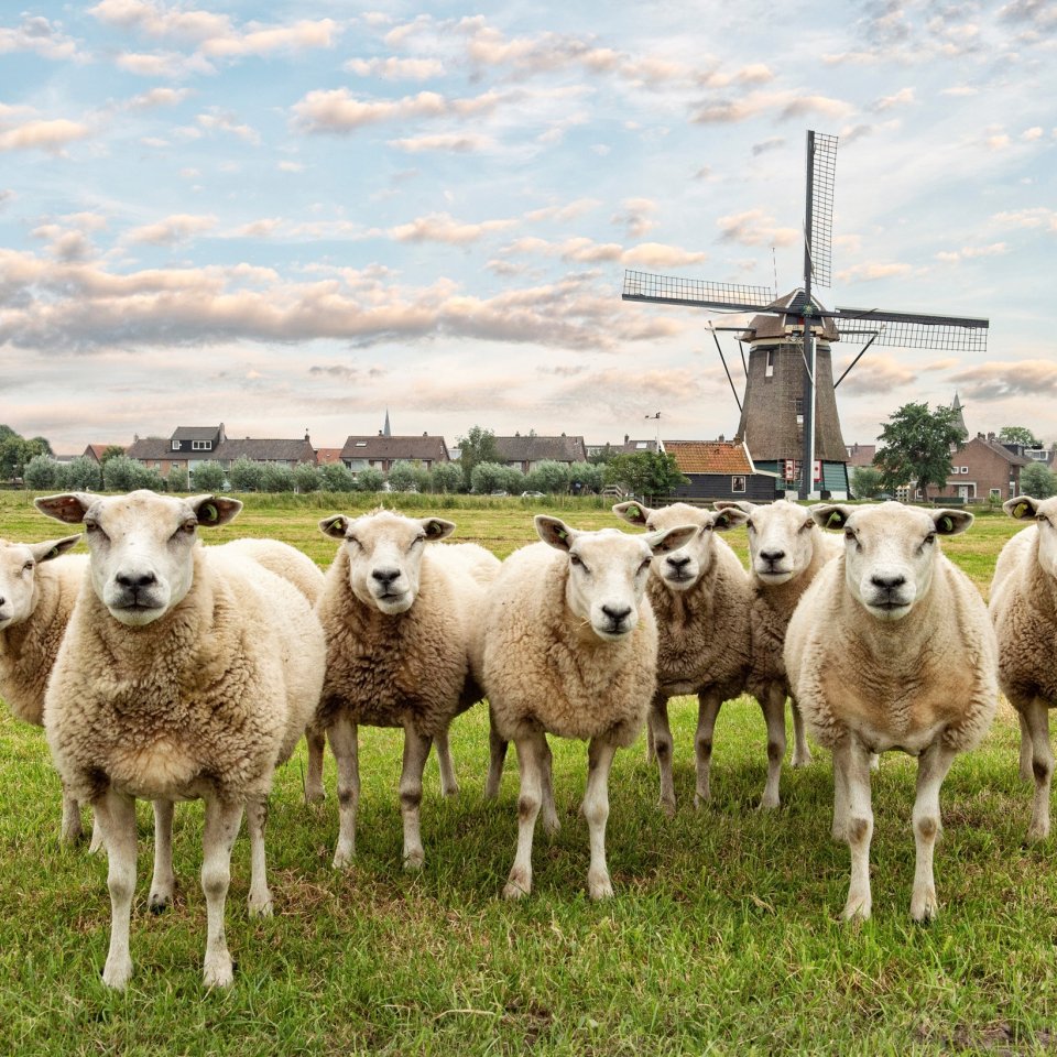 Schapen in de weide met molen op achtergrond