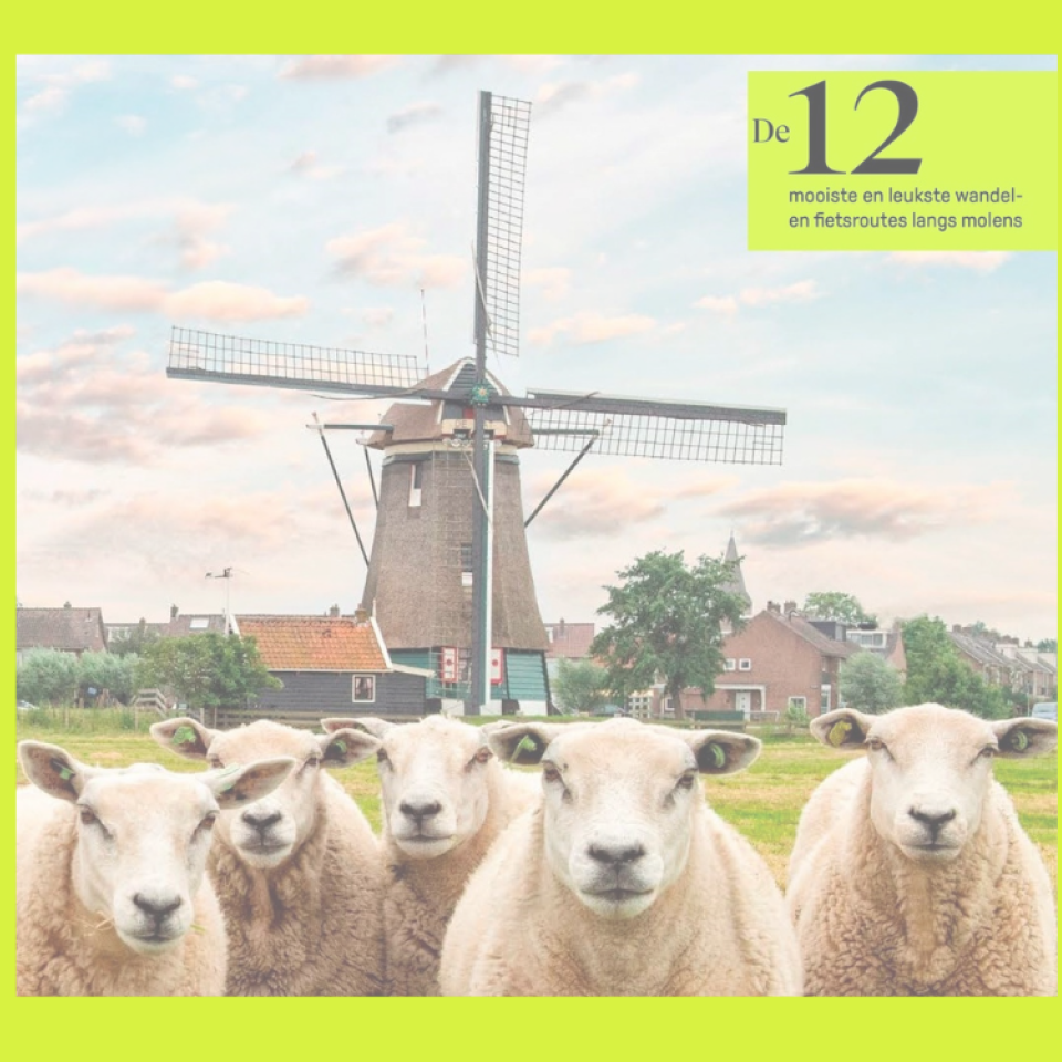 groep schapen kijkt in de camera met molen op achtergrond